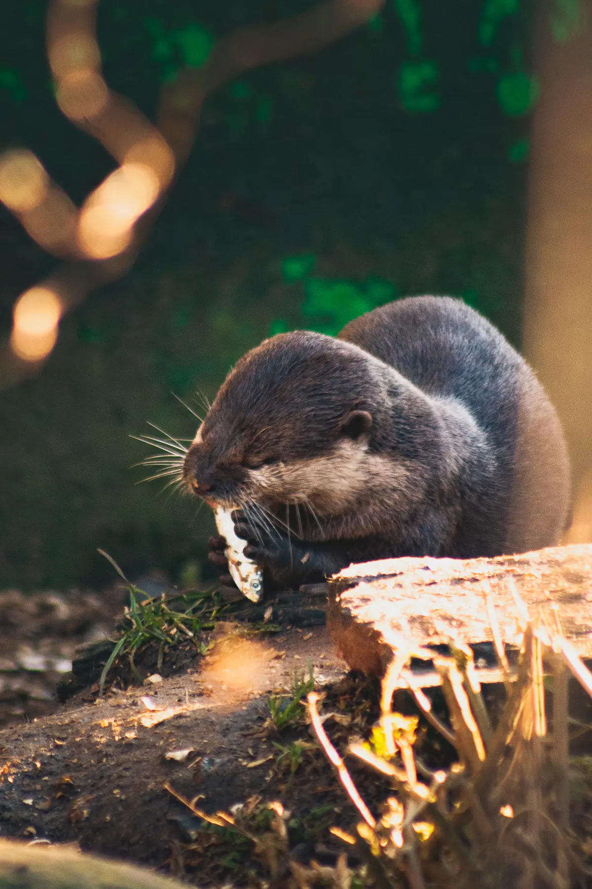 Asian small-clawed otter