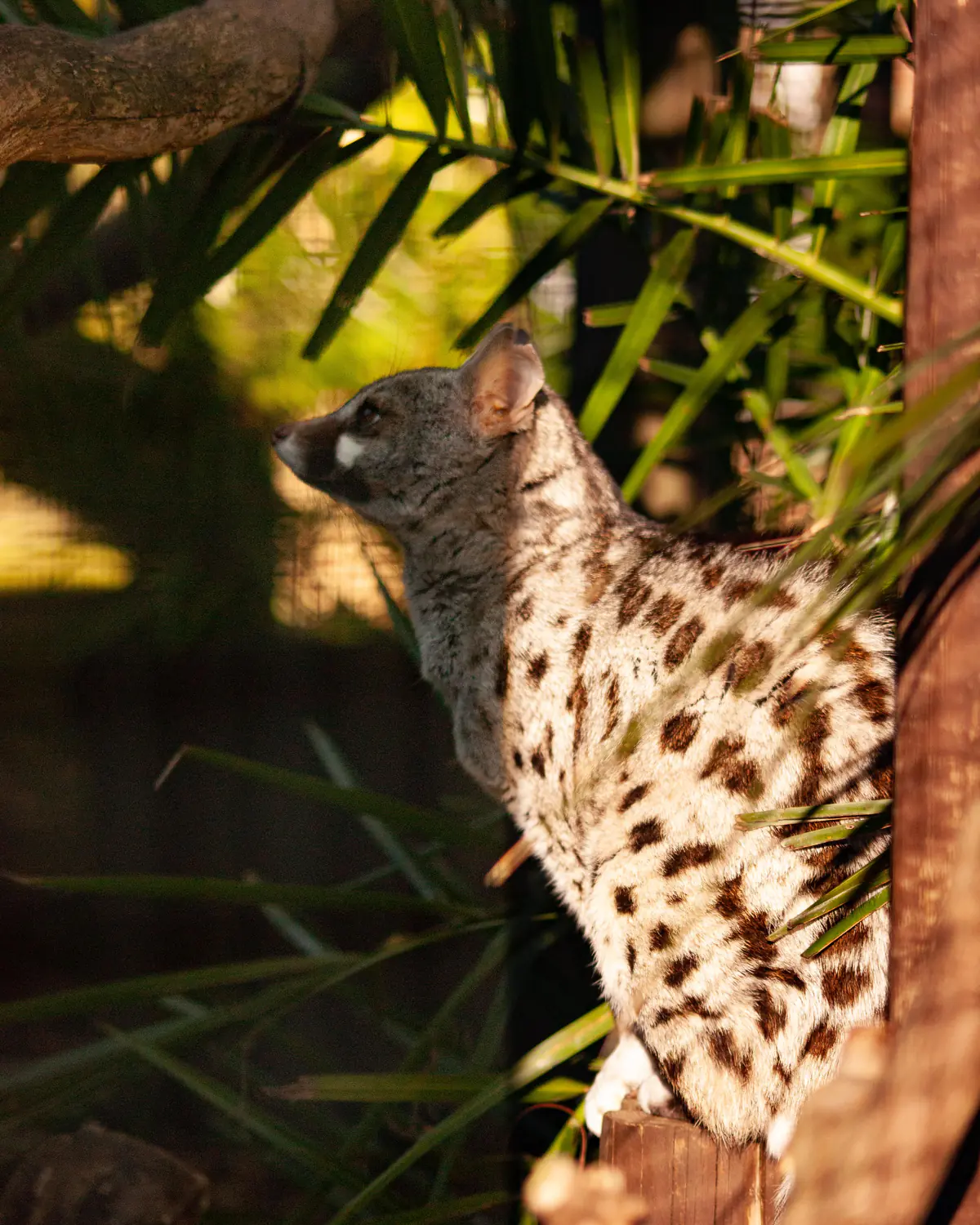 Pardine Genet