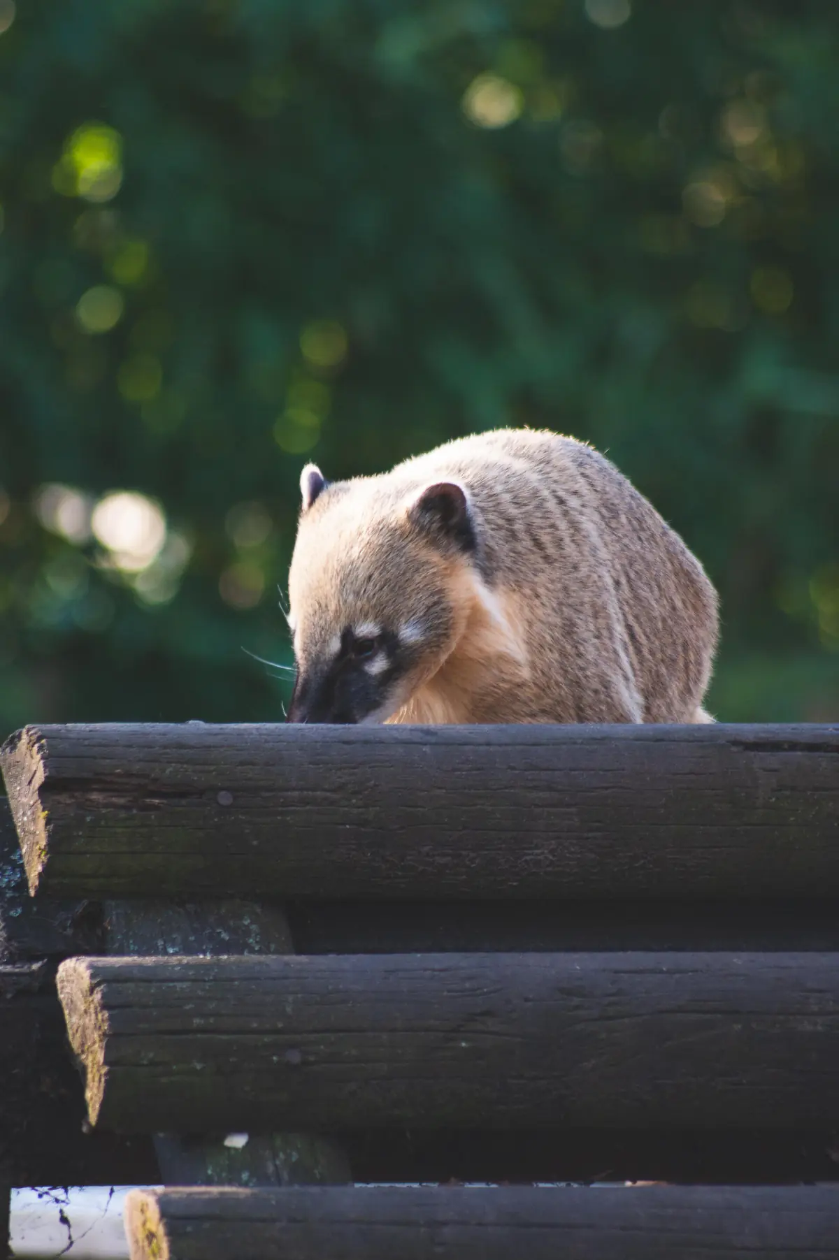 Coati