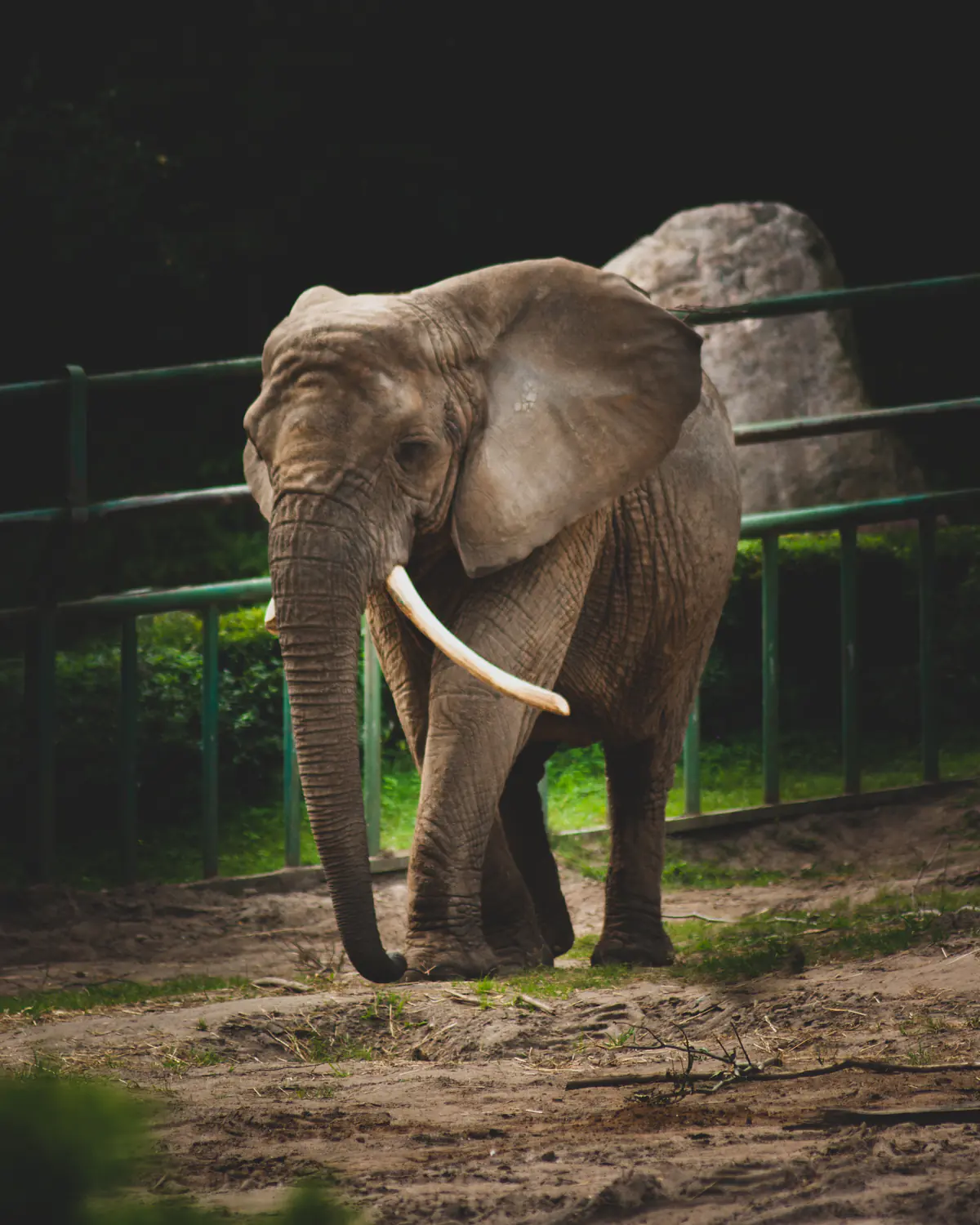 Elephant
