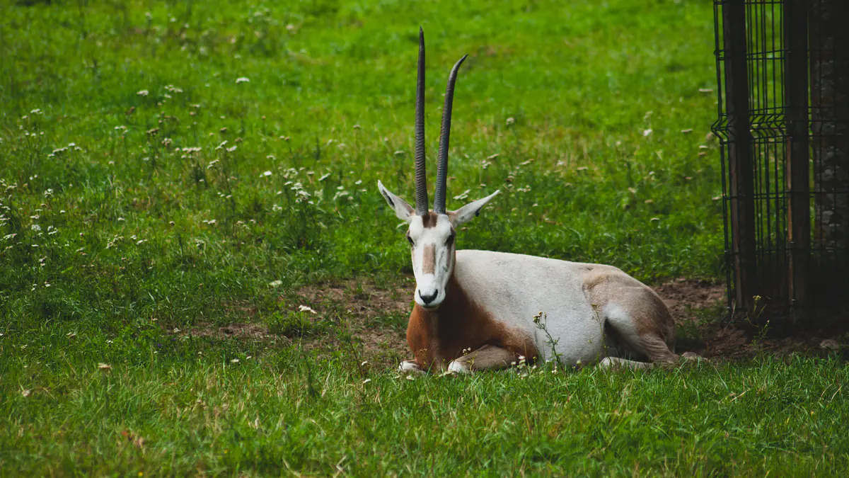 Scimitar oryx