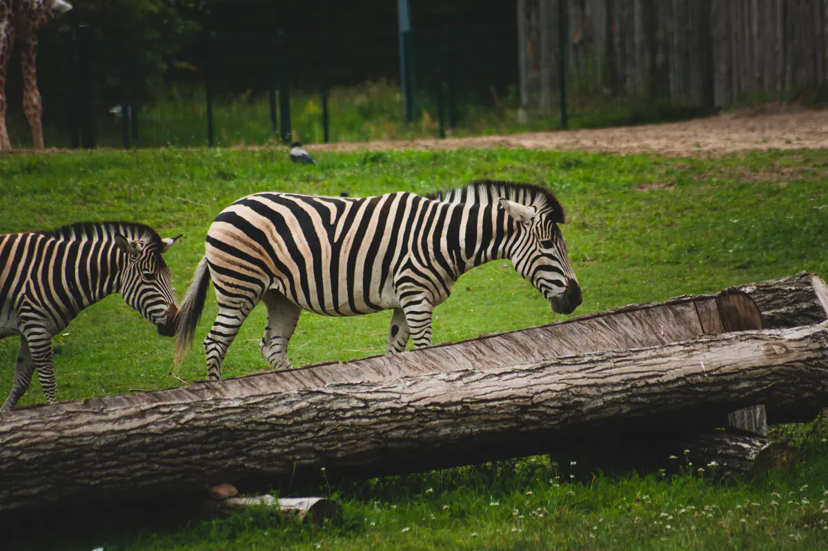 Zebra