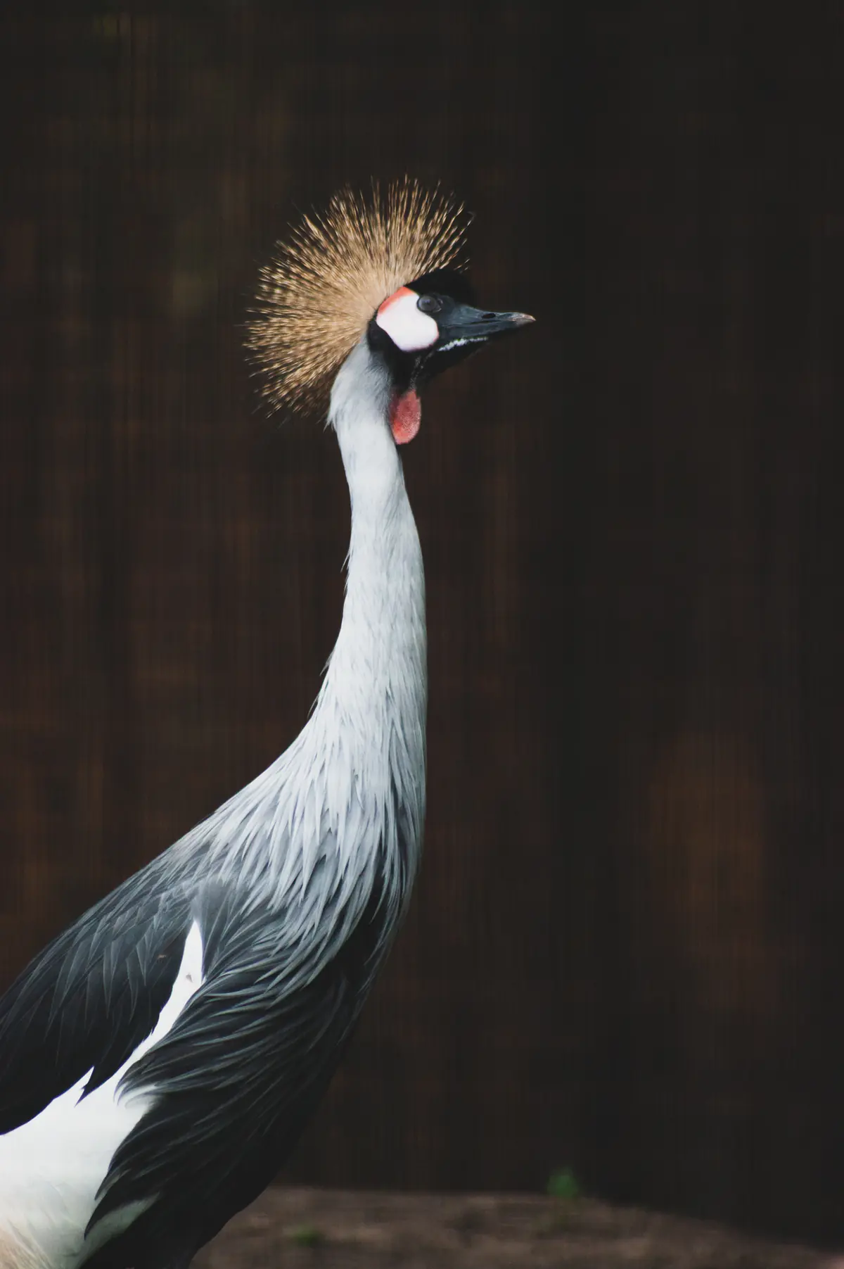 South African Crowned Crane