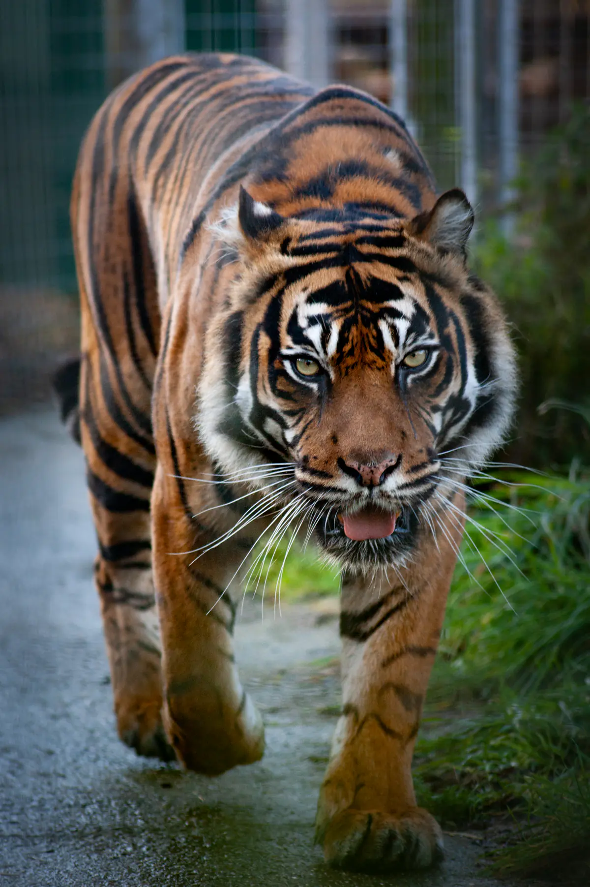 Sumatran Tiger
