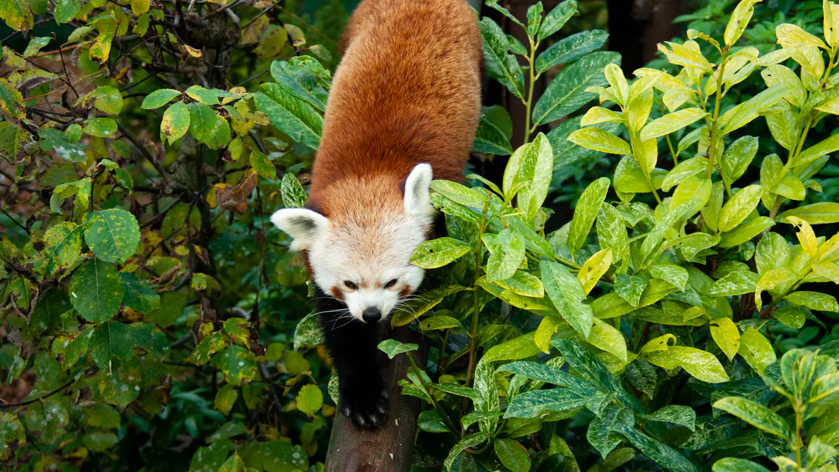 Red panda