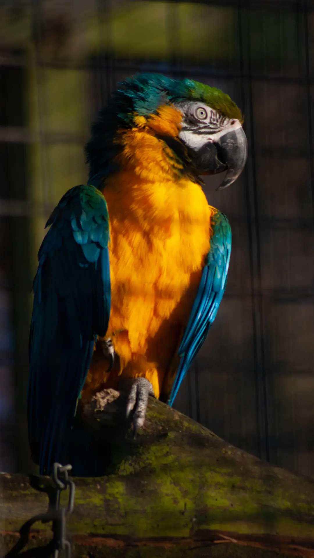 Blue-and-yellow macaw