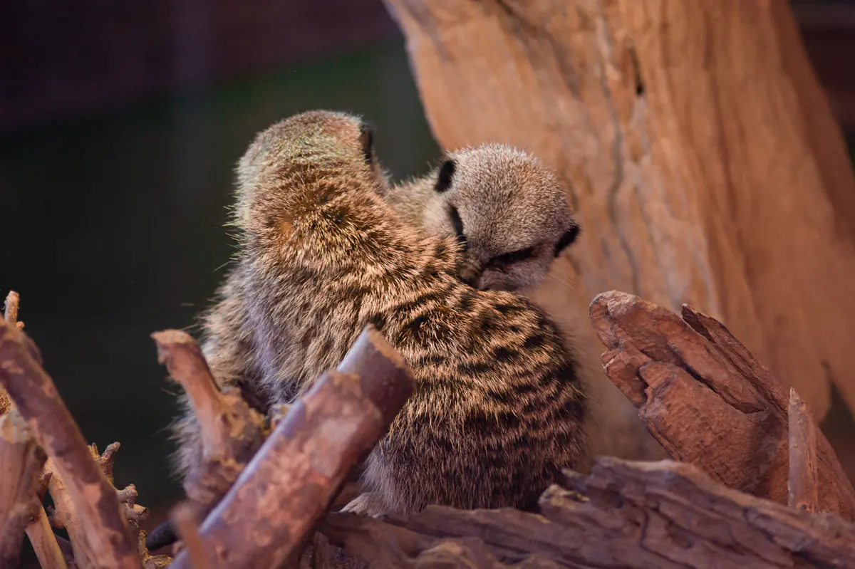 Meerkats!