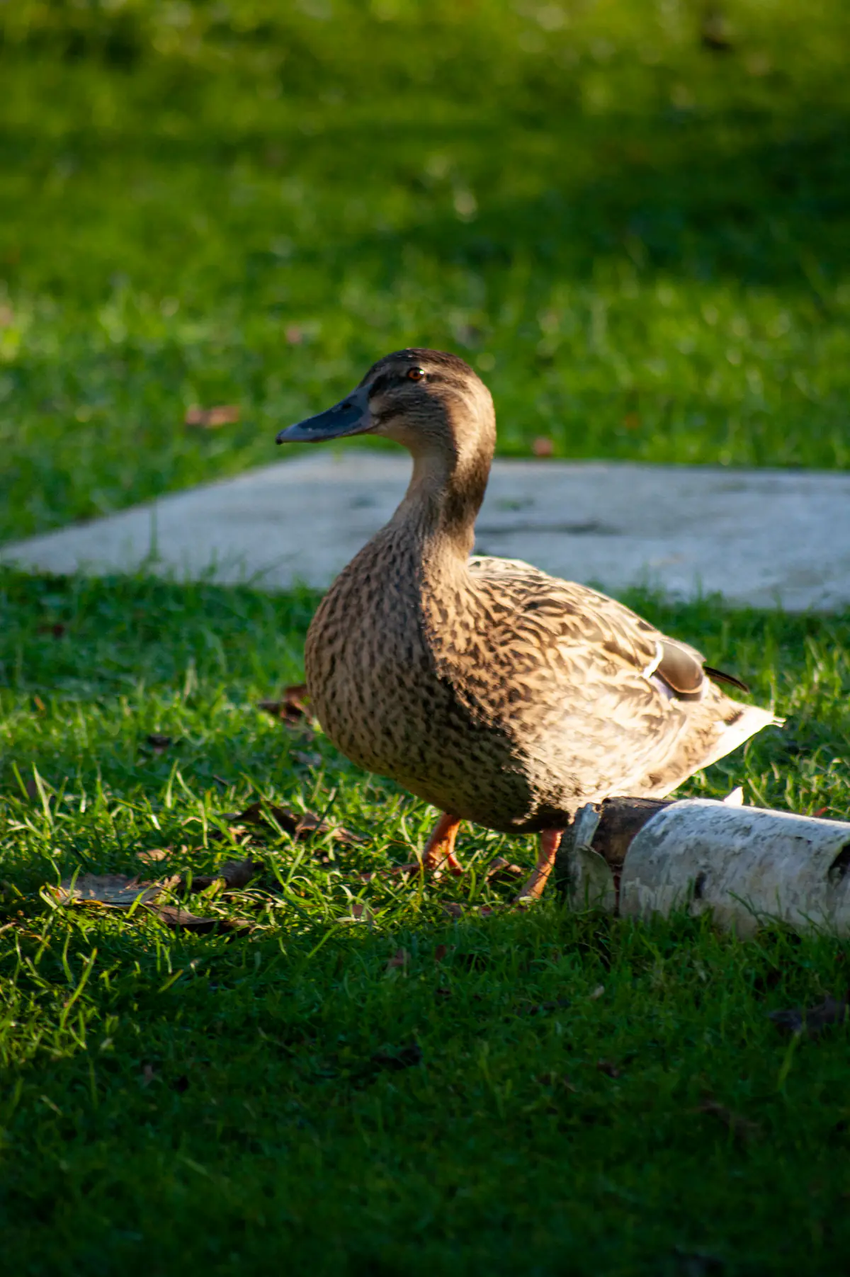 Well, it's a nice duck