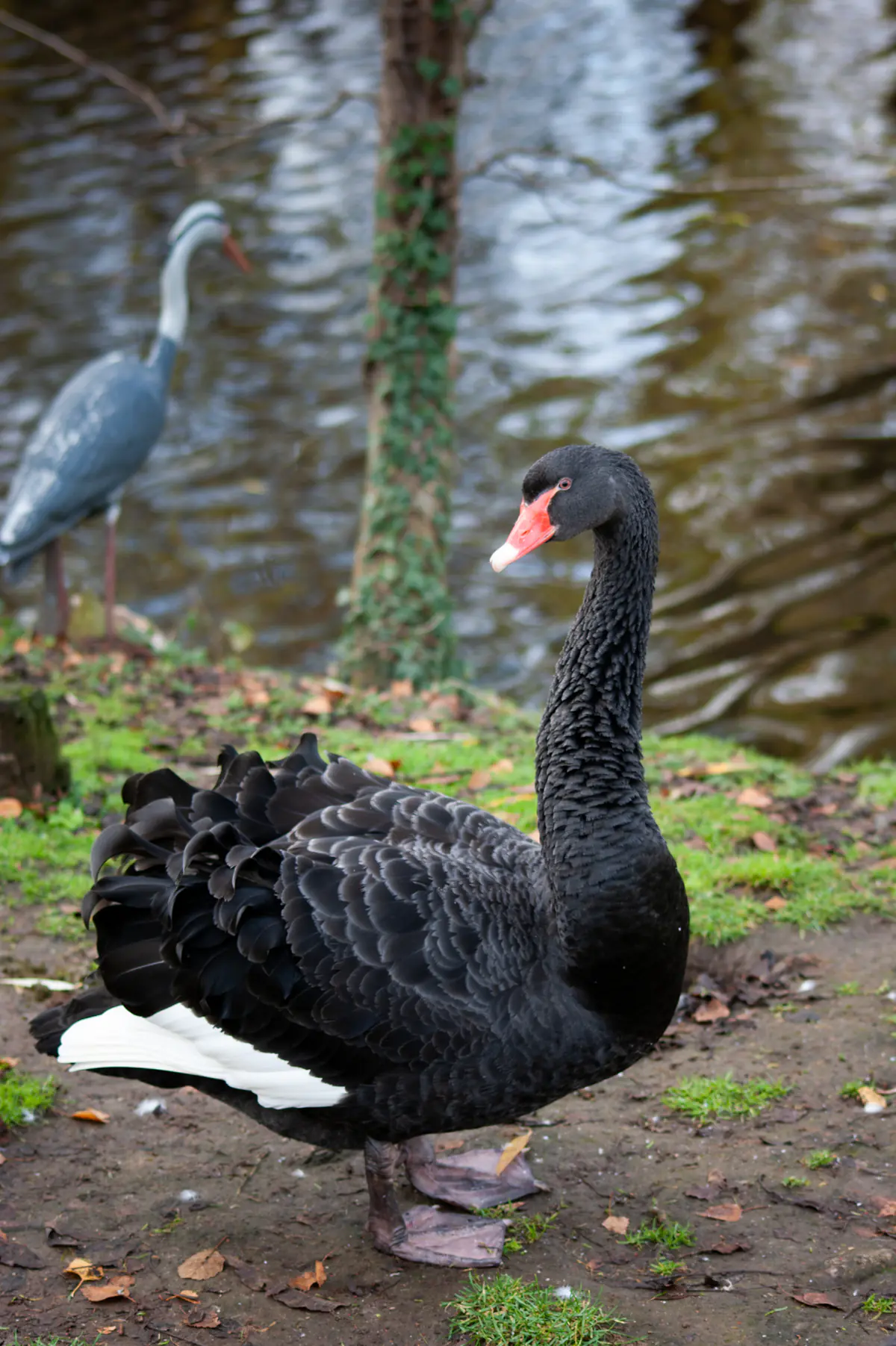 Black Swan