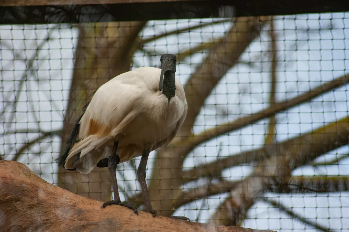 African Sacred Ibis