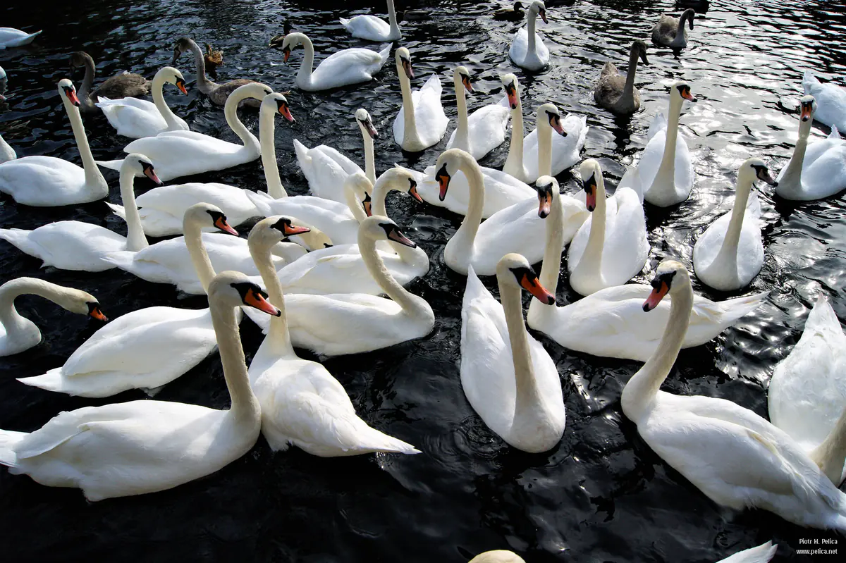 Swan Lake, but literally