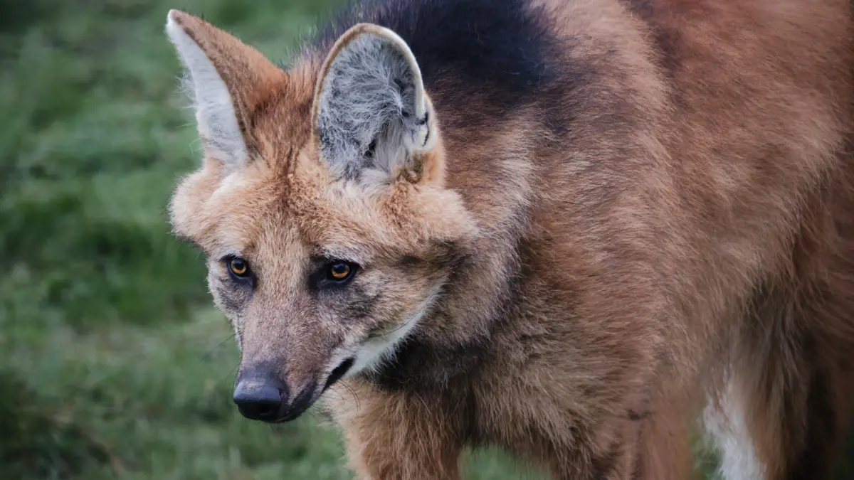 Close-up of a maned wolf with large ears, reddish-brown fur, and black markings on its back and around its eyes, standing on grass.