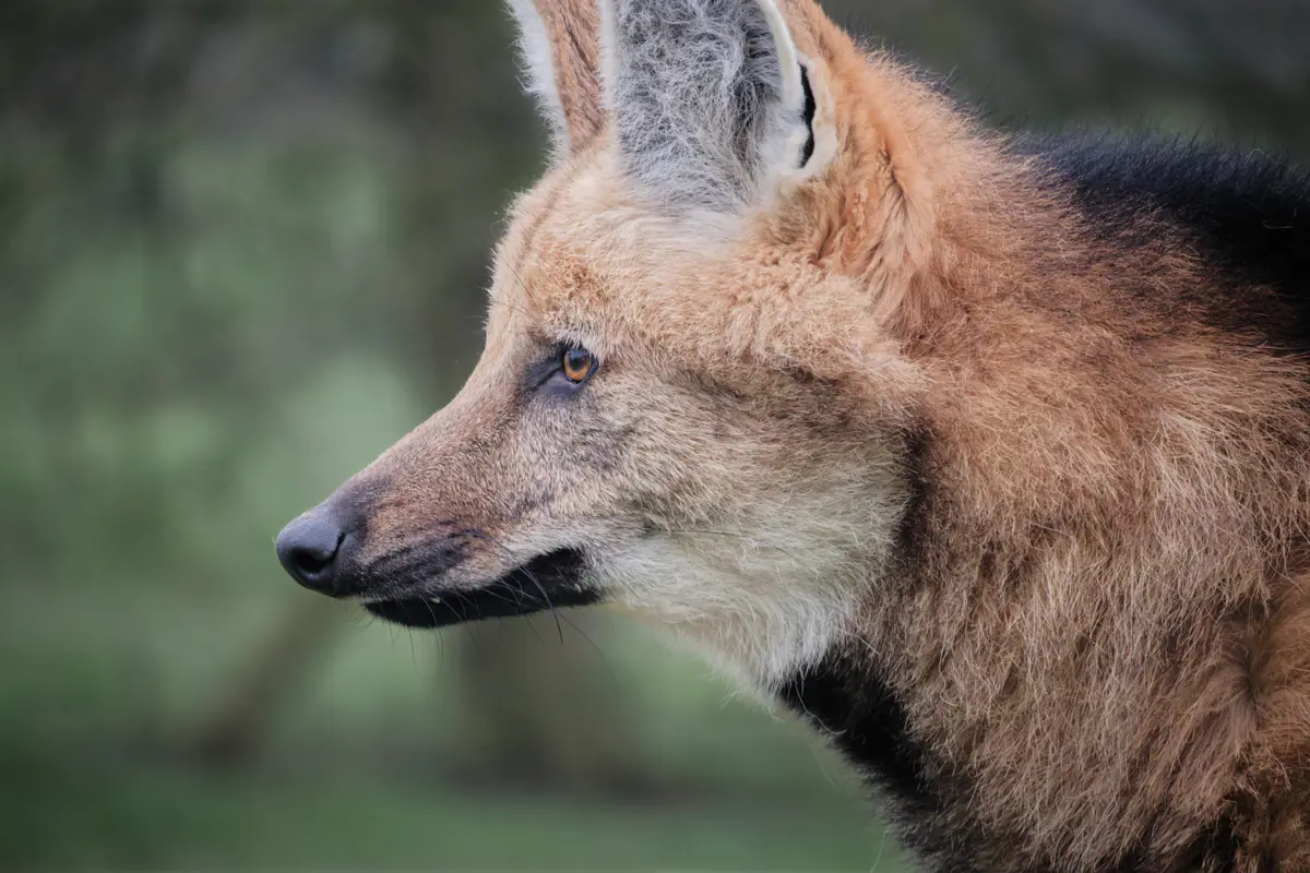 Close-up side view of a maned wolf with reddish-brown fur, pointed ears, and a black snout, against a blurred green background.