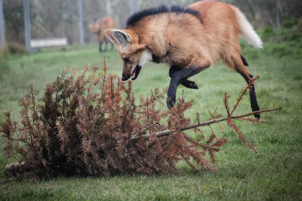 A maned wolf jumping over a dry, fallen pine tree on grass with a blurred fenced background