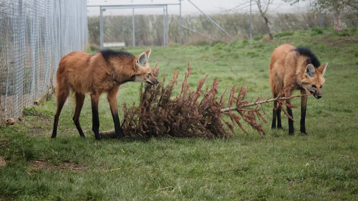 Two maned wolves in a grassy enclosure, interacting with a dry branch lying on the ground.