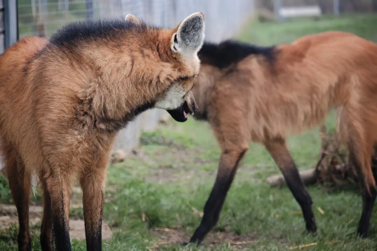 Two maned wolves standing on grass, one with mouth slightly open is looking at the other standing in the back