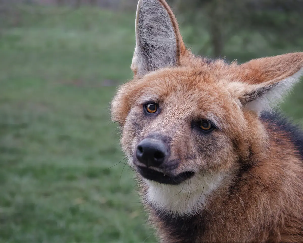 Close-up of a maned wolf with reddish-brown fur, large ears, and a slightly tilted head looking towards the camera on a grassy background