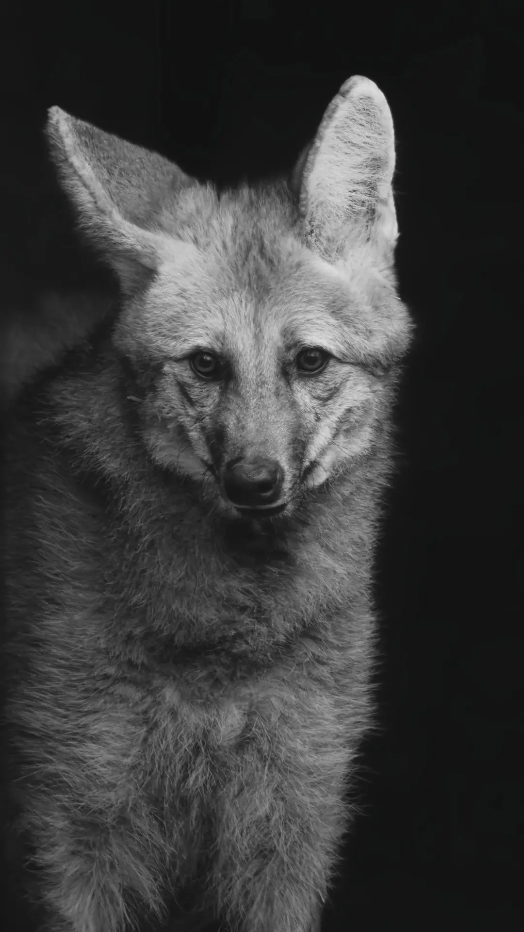 Monochrome close-up of a maned wolf with upright ears and thick fur, looking directly ahead against a dark background.