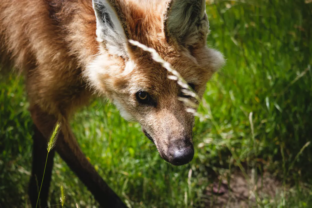 Anxious Canines and Unbothered Felines: Hamerton Zoo 07/06/2026