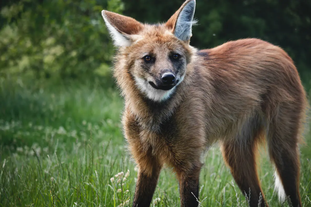 A maned wolf stands in grass, facing the camera with its head turned slightly left. Green foliage fills the background.