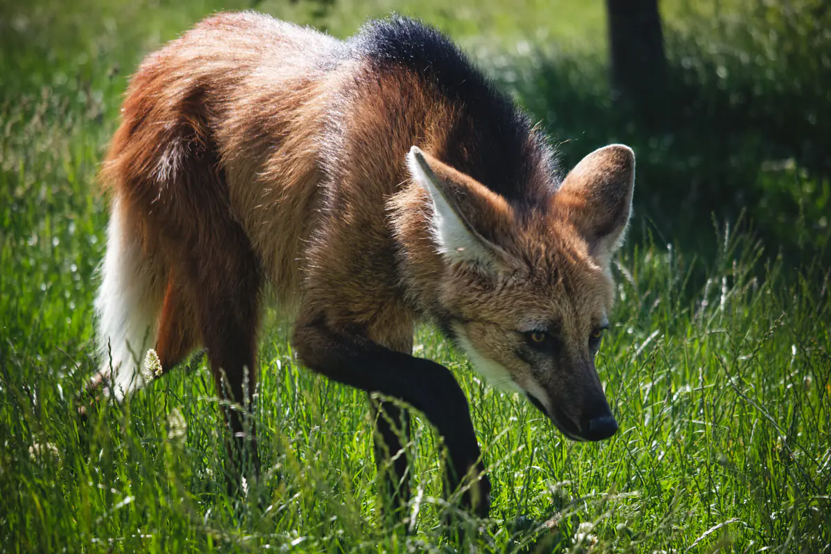 A maned wolf with reddish-brown fur and a black mane stands in tall green grass, head lowered as it walks.