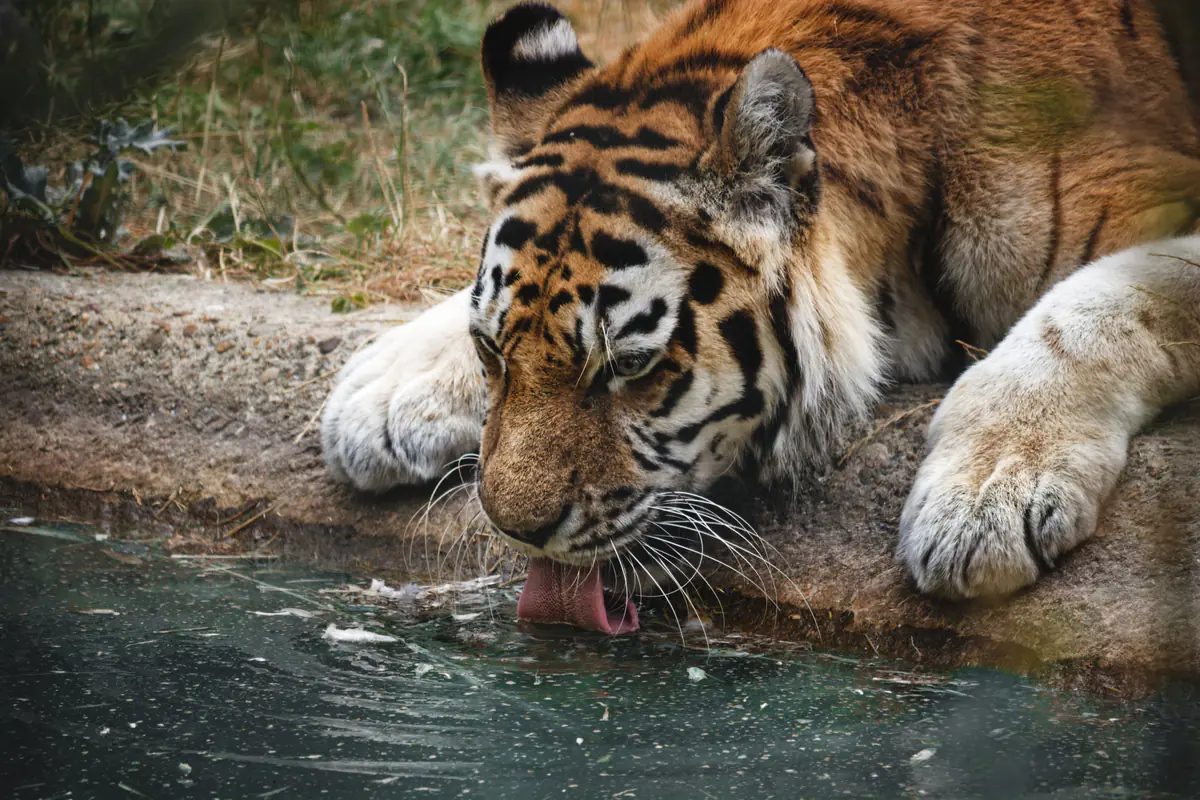 Linton Zoo