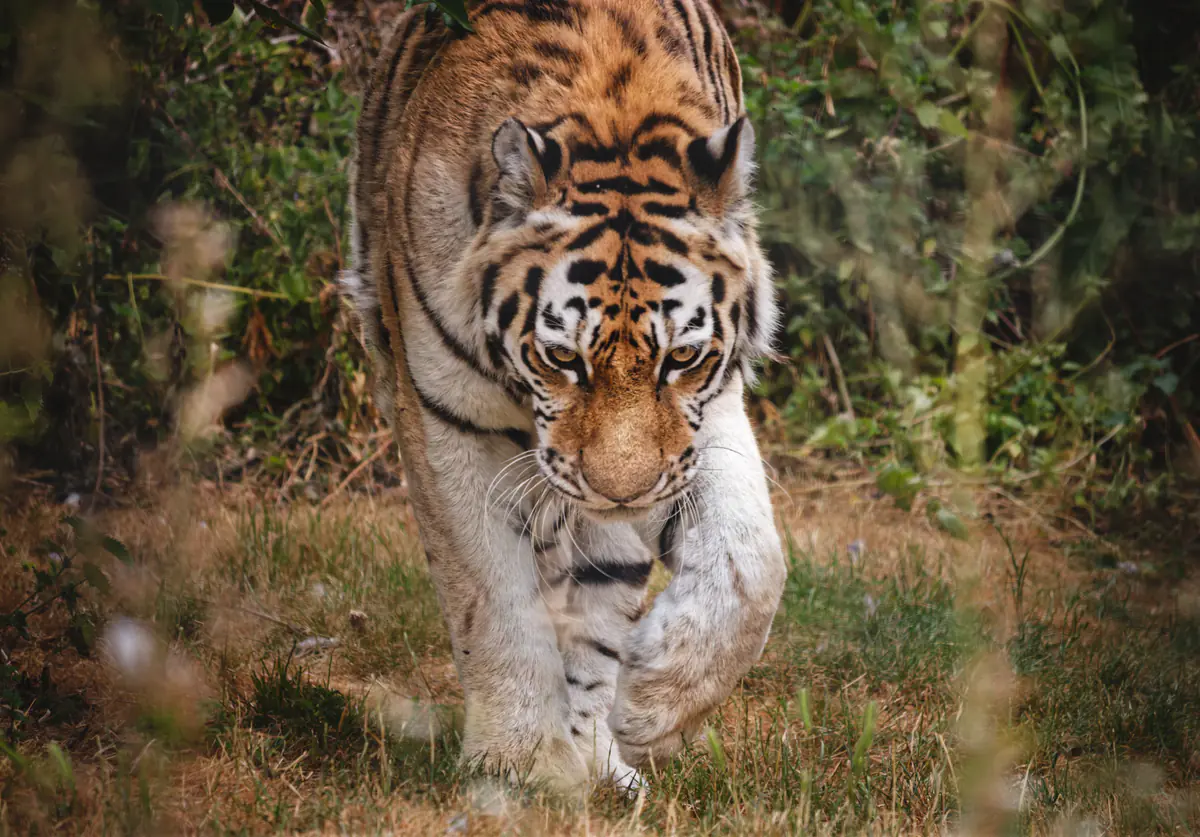 A tiger walks toward the camera through tall grass and brush, with its head lowered and eyes focused forward.
