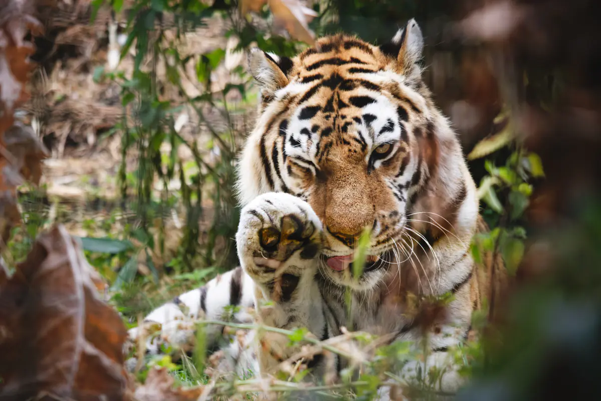 A tiger lying in grass and foliage, with one front paw raised toward its face.