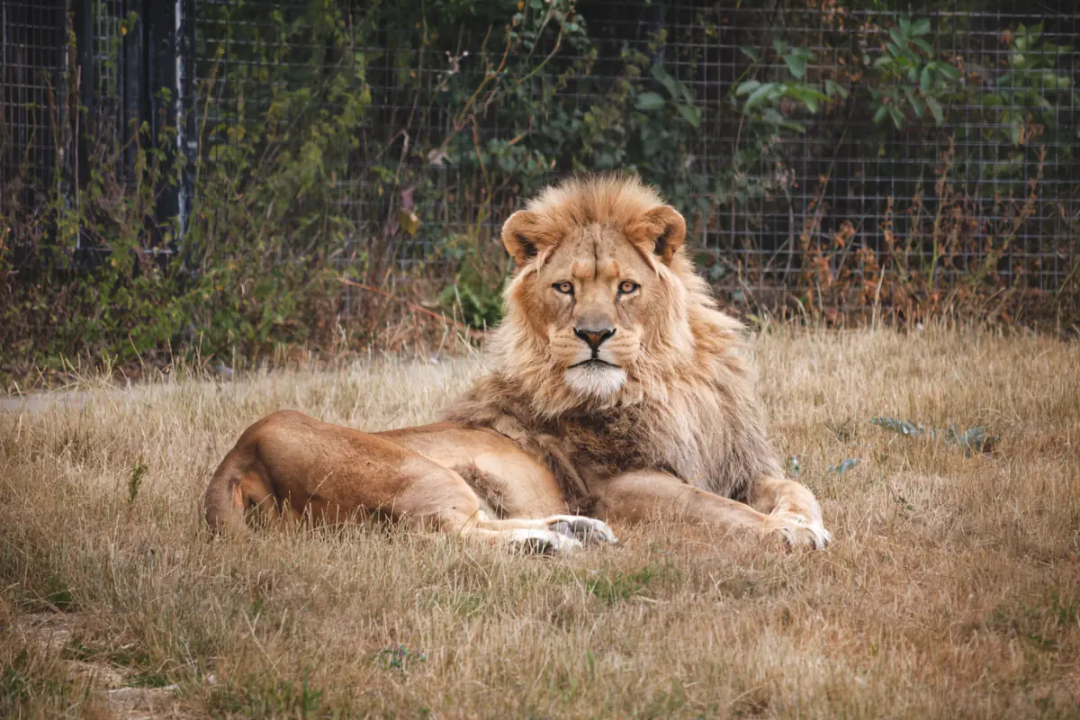 A lion with a mane lies resting in dry grass, facing forward, with a wire fence and shrubs in the background.