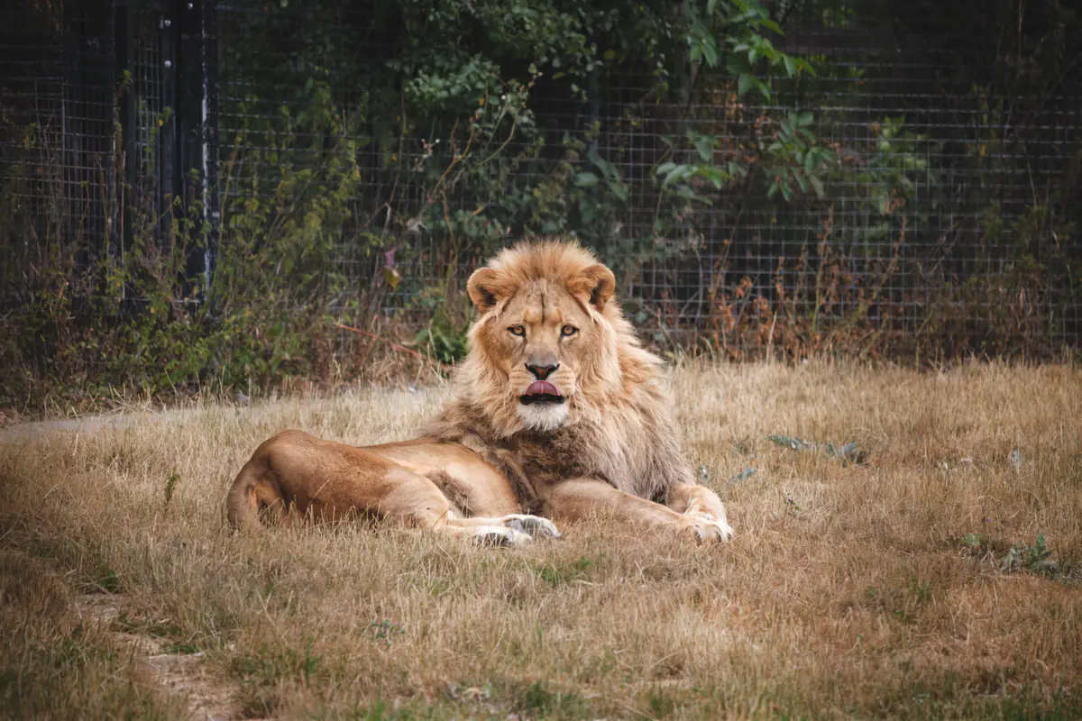 A lion lies in dry grass facing the camera, with a wire fence and dense greenery in the background.