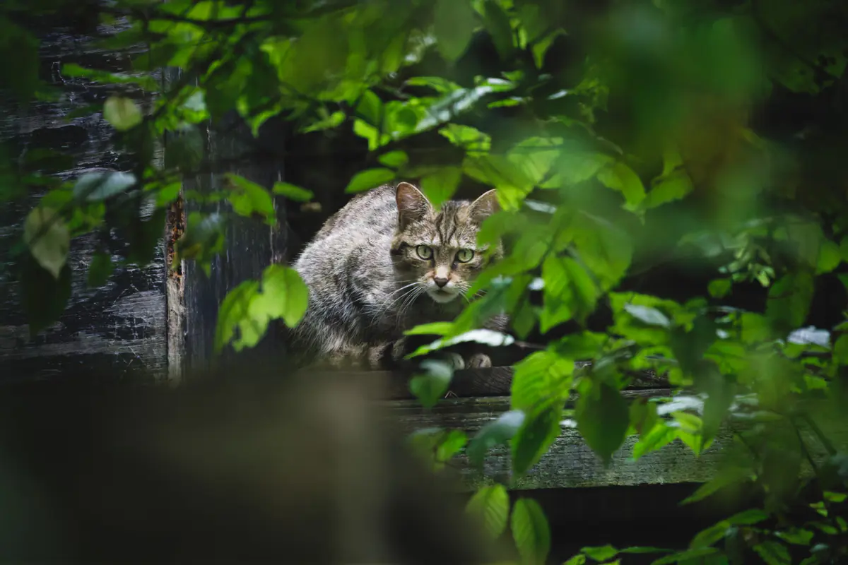 A gray tabby scottish wildcat crouches on a wooden ledge, partially hidden by green leaves, looking toward the camera.