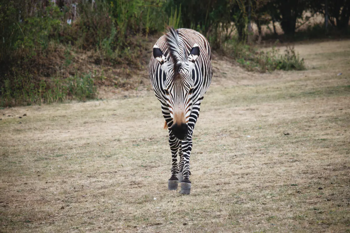 A zebra walks toward the camera on a dirt path, with trees and bushes in the background.