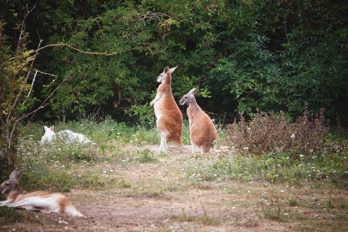 Two red kangaroos stand upright in a grassy clearing, with two more resting nearby among wild plants and shrubs.