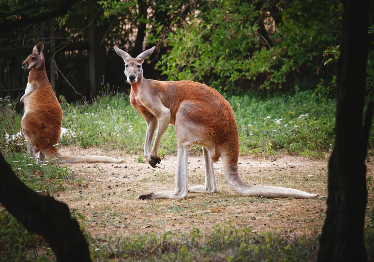Two red kangaroos stand on a dirt clearing surrounded by grass and trees, with one facing the camera and the other turned to the side.