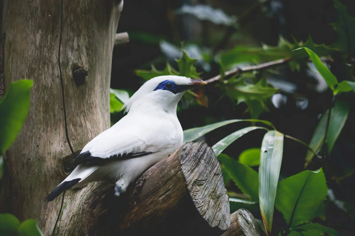 A white bird with black wings and a blue eye patch perches on a tree trunk amid dense green foliage.