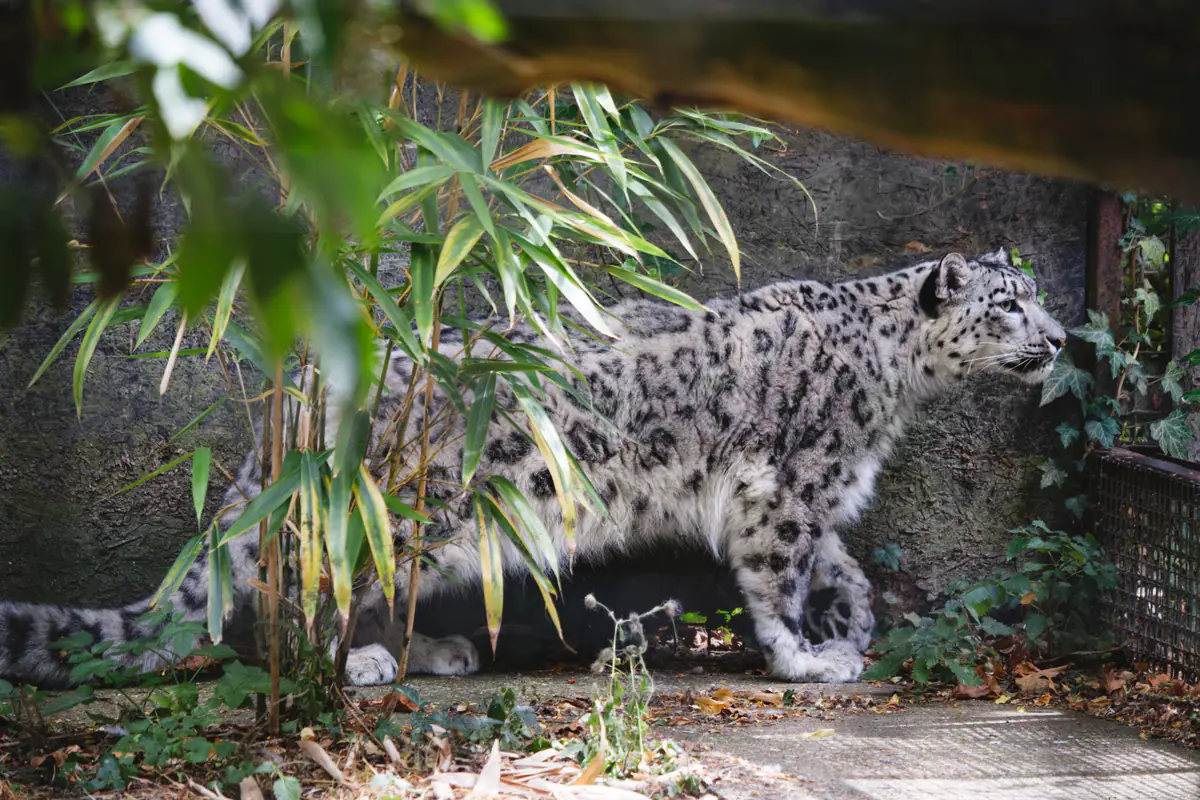 A snow leopard stands in a rocky enclosure, partly hidden by bamboo and foliage, facing right.