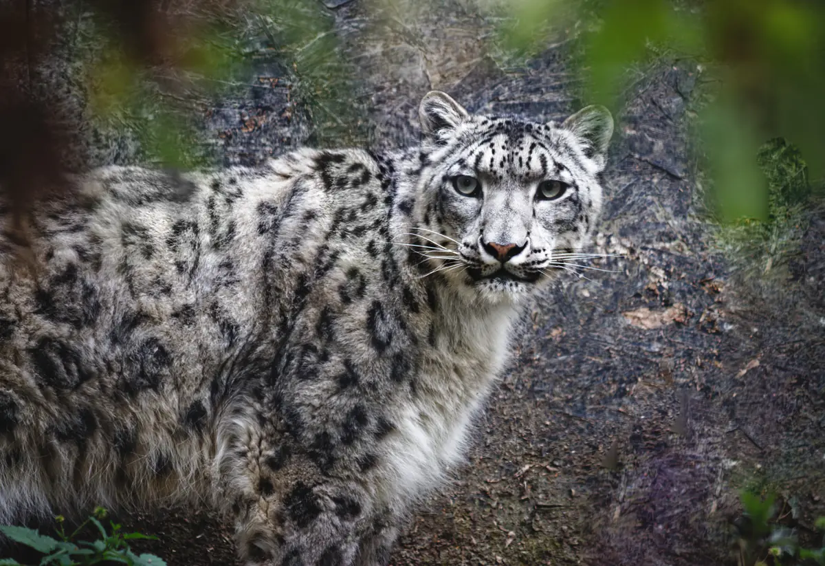 A snow leopard stands on a rocky slope, facing forward with its body turned slightly left. Blurred green leaves frame the foreground.