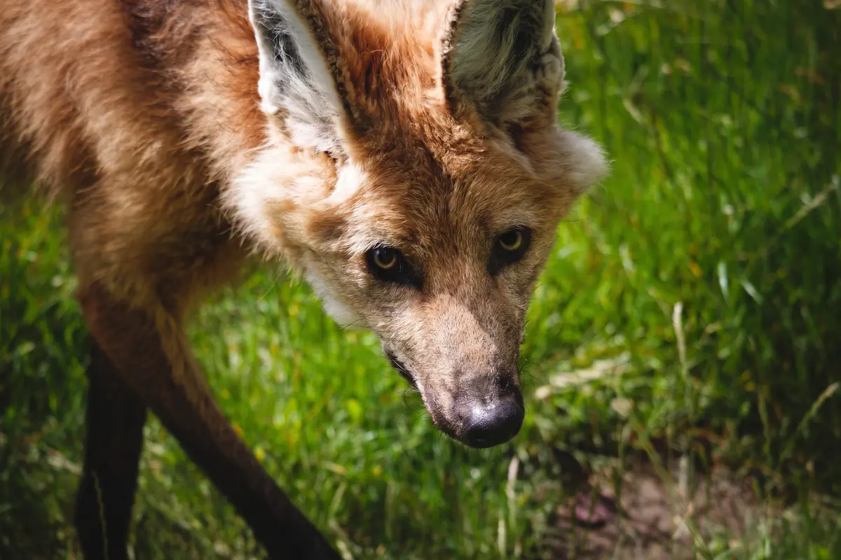 Anxious Canines and Unbothered Felines: Hamerton Zoo 07/06/2026