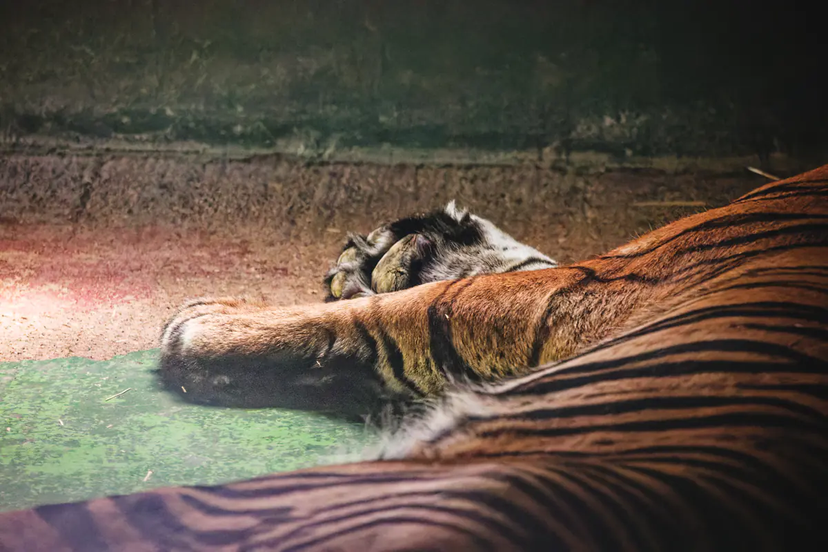 Known by Their Stripes